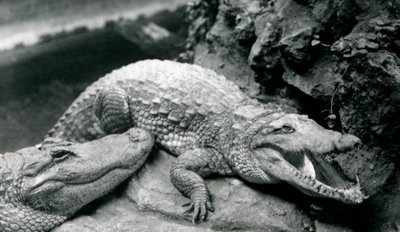 Dwa aligatory amerykańskie w londyńskim zoo, lipiec 1914 autorstwa Frederick William Bond