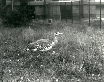 Dwa dropie arabskie stojące na wybiegu w londyńskim zoo, wrzesień 1927 r. autorstwa Frederick William Bond