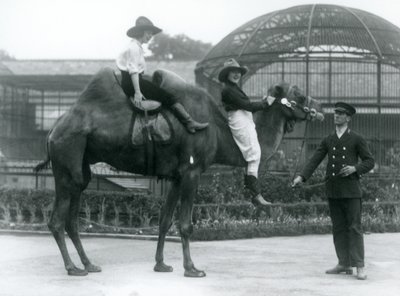 Dwie kowbojki pozują na wielbłądzie dwugarbnym trzymanym przez jego opiekuna podczas wizyty w londyńskim zoo w 1924 roku autorstwa Frederick William Bond