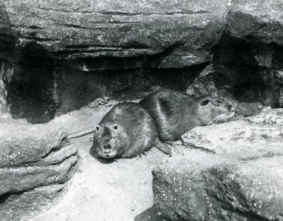 Dwie nuty odpoczywające wśród skał w swojej zagrodzie w londyńskim zoo, kwiecień 1925 autorstwa Frederick William Bond