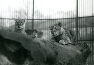 Dwa lwiątka, które urodziły się w menażerii, w ich wybiegu w londyńskim zoo, kwiecień 1924 r. autorstwa Frederick William Bond