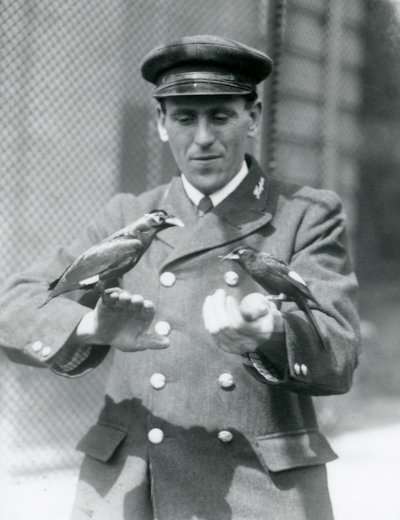 Dwa ptaki Myny na rękach opiekuna Thomasa Raggetta, londyńskie zoo, czerwiec 1924 autorstwa Frederick William Bond