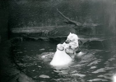 Dwa niedźwiedzie polarne, w tym młodociany, przytulają się i bawią w basenie w londyńskim zoo, czerwiec 1922 r. autorstwa Frederick William Bond