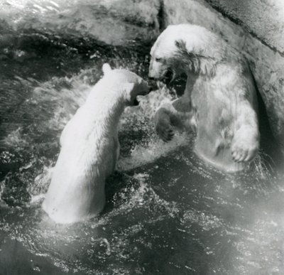 Dwa niedźwiedzie polarne bawią się w swoim basenie. Londyńskie zoo w 1926 r. autorstwa Frederick William Bond