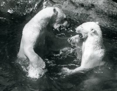 Dwa niedźwiedzie polarne bawiące się w basenie w londyńskim zoo w 1926 r. autorstwa Frederick William Bond