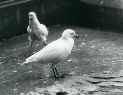 Dwa śnieżne sheathbills stojące i chodzące po ziemi w londyńskim zoo, sierpień 1927 r. autorstwa Frederick William Bond