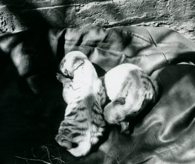 Dwa młode hieny pręgowane w londyńskim zoo, c.1914 autorstwa Frederick William Bond