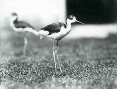 Dwa szczudła z czarnymi szyjami stojące na trawie, londyńskie zoo, lipiec 1925 autorstwa Frederick William Bond