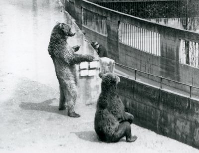Dwa niedźwiedzie brunatne, jeden stojący na tylnych łapach, a drugi siedzący, spoglądają w dół z tarasów Mappin, londyńskie zoo, lipiec 1925 autorstwa Frederick William Bond