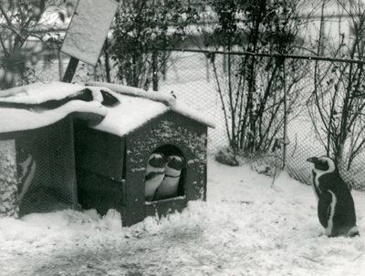 Dwa zagrożone wyginięciem pingwiny czarnołape wychodzą ze swojej budki lęgowej w śniegu, podczas gdy inny patrzy, londyńskie zoo, 1924 autorstwa Frederick William Bond