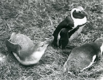 Dwa młodociane i jeden dorosły afrykańskie pingwiny Jackass czarnonogie, siedzące i leżące na trawie, w londyńskim zoo, kwiecień 1925 autorstwa Frederick William Bond