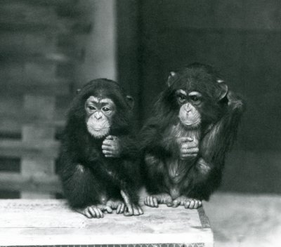 Dwa młode szympansy siedzące na drewnianej skrzyni, londyńskie zoo autorstwa Frederick William Bond