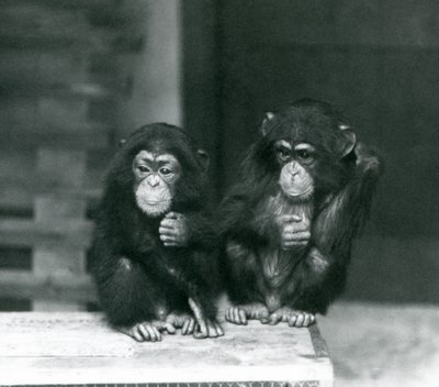 Dwa młode szympansy siedzące na drewnianej skrzyni, londyńskie zoo, 1924 autorstwa Frederick William Bond