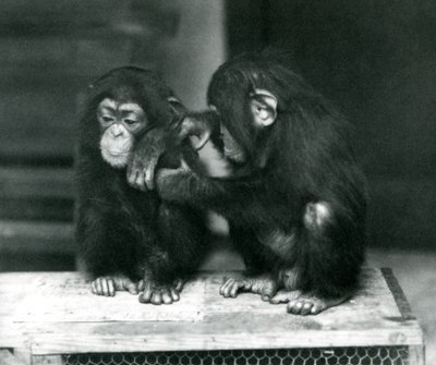 Dwa młode szympansy siedzące na drewnianej skrzyni, londyńskie zoo, 1924 autorstwa Frederick William Bond
