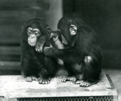 Dwóch młodych szympansów siedzi na drewnianej skrzyni. Jeden siedzi nieruchomo, podczas gdy drugi pielęgnuje futro, londyńskie zoo autorstwa Frederick William Bond