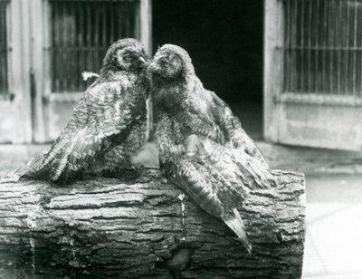 Dwie młode puszczyki mszarne, znane również jako lapońska lub lapońska, naprzeciw siebie siedzące na kłodzie, londyńskie zoo, sierpień 1926 (zdjęcie czarno-białe) autorstwa Frederick William Bond