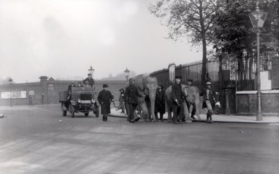 Spacerując z parą słoni z doków w 1923 r. do ZSL London Zoo, ostatni raz, kiedy to zostało zrobione? autorstwa Frederick William Bond