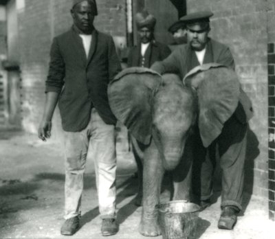 Młody słoń afrykański Kiberenge, pijący z wiadra, z trenerami Darish i Syed Ali oraz Keeper H. Robertson w 1923 roku autorstwa Frederick William Bond