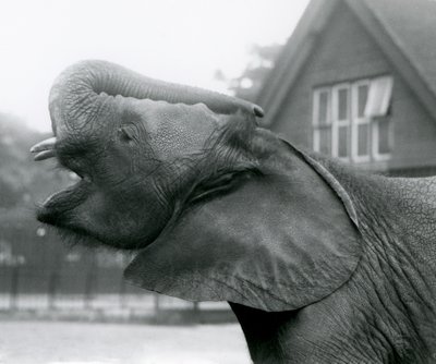Młody słoń afrykański Kiberenge podnosi trąbę i woła, londyńskie zoo, sierpień 1925 r. autorstwa Frederick William Bond