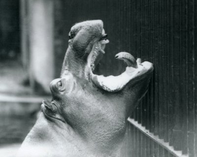 Młody hipopotam Bobbie w londyńskim zoo, 1927 autorstwa Frederick William Bond