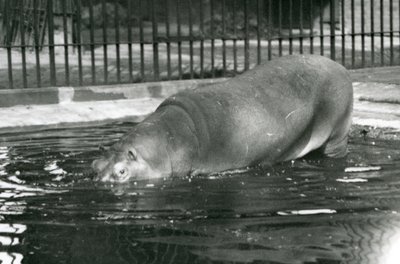 Młody hipopotam Bobbie wchodzi do swojego basenu w londyńskim zoo w sierpniu 1927 r. autorstwa Frederick William Bond