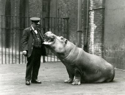 Młody hipopotam Bobbie siedzący dla opiekuna Erniego Bowmana, londyńskie zoo, lipiec 1923 (zdjęcie mc) autorstwa Frederick William Bond