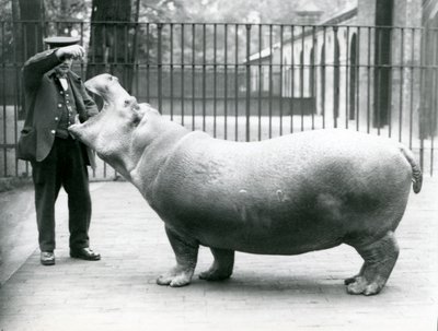 Młody Hipopotam Bobbie z opiekunem Ernie Bowmanem, Londyńskie Zoo, lipiec 1923 (zdjęcie bw) autorstwa Frederick William Bond