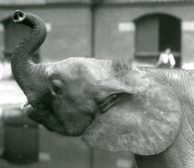 Młoda samica słonia afrykańskiego Oojah podnosząca trąbę w londyńskim zoo, sierpień 1925 r autorstwa Frederick William Bond