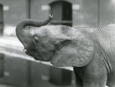 Młoda samica afrykańskiego słonia karłowatego Oojah podnosząca trąbę w londyńskim zoo, lipiec 1925 r. autorstwa Frederick William Bond