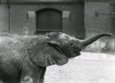 Młoda samica afrykańskiego słonia karłowatego Oojah podnosi trąbę na smakołyk w londyńskim zoo, lipiec 1925 r. autorstwa Frederick William Bond