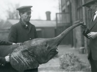 Młoda samica afrykańskiego słonia karłowatego Oojah podnosi trąbę na smakołyk w londyńskim zoo, czerwiec 1925 r. autorstwa Frederick William Bond
