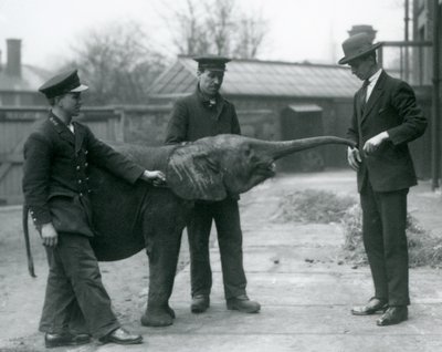 Młoda samica afrykańskiego słonia karłowatego Oojah podnosi trąbę na smakołyk w londyńskim zoo, czerwiec 1925 r. autorstwa Frederick William Bond