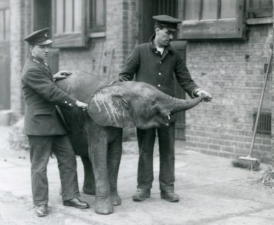 Młoda samica afrykańskiego słonia karłowatego Oojah podnosi trąbę po smakołyk od swoich opiekunów w londyńskim zoo, kwiecień 1925 autorstwa Frederick William Bond
