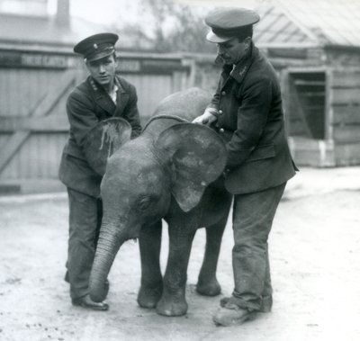 Młoda samica słonia afrykańskiego Oojah z dwoma opiekunami w londyńskim zoo w kwietniu 1925 r. autorstwa Frederick William Bond