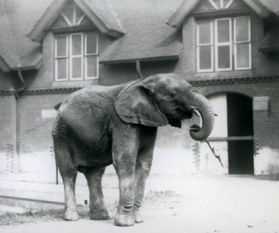 Młody samiec słonia afrykańskiego Kiberenge stojący przed słoniarnią, londyńskie zoo, czerwiec 1927 r. autorstwa Frederick William Bond
