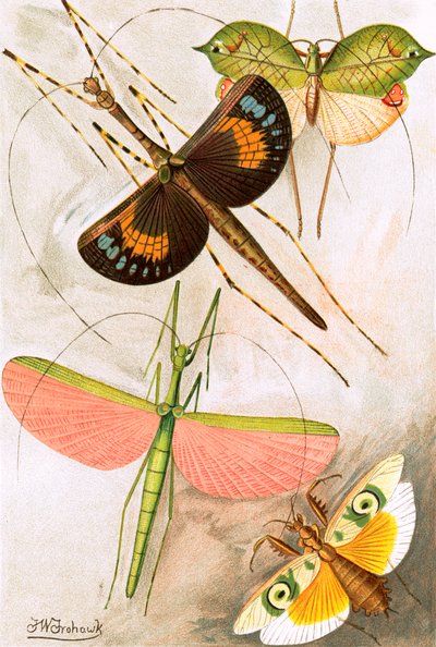 Ortoptera autorstwa Frederick William Frohawk