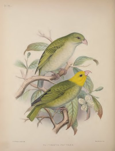 Psittirostra Psittacea, z 
