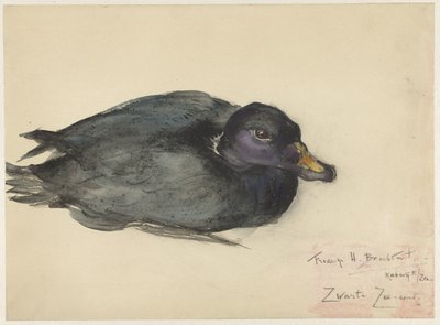 Mułka czarna autorstwa Frederika Henriëtte Broeksmit