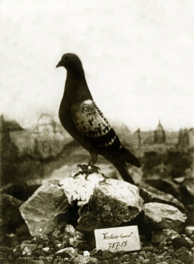 Zwierzęta podczas I wojny światowej 1914-1918: słynny gołąb Vaillant Vaillant autorstwa French Photographer