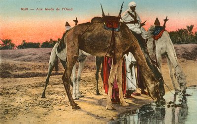 Wielbłądy pijące na brzegu rzeki Oued, Algieria autorstwa French Photographer