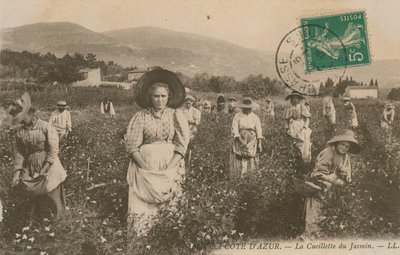 Cote dAzur, Zbieranie jaśminu. Pocztówka wysłana w 1913 roku. autorstwa French Photographer