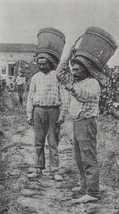 Zbieracze winogron w pracy (zdjęcie czarno-białe) autorstwa French Photographer