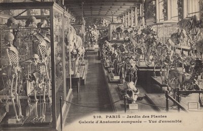 Paryż, Jardin Des Plantes autorstwa French Photographer