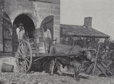 Transport zebranych winogron wózkiem wołowym (zdjęcie czarno-białe) autorstwa French Photographer