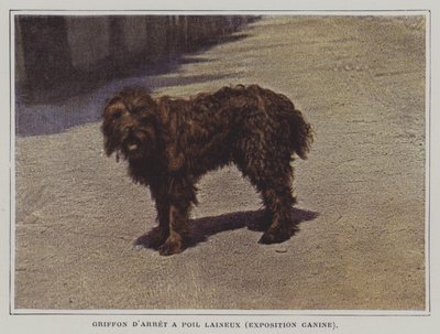 Gryf wełnisty (zdjęcie kolorowe) autorstwa French Photographer