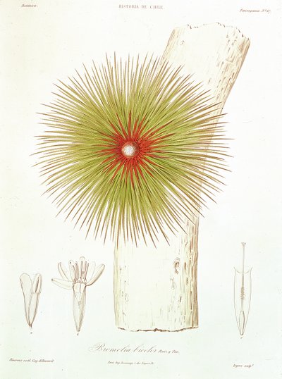 Bromelia znaleziona w Andach, z „Historii Chile” Claudio Gay, 1854 autorstwa French School