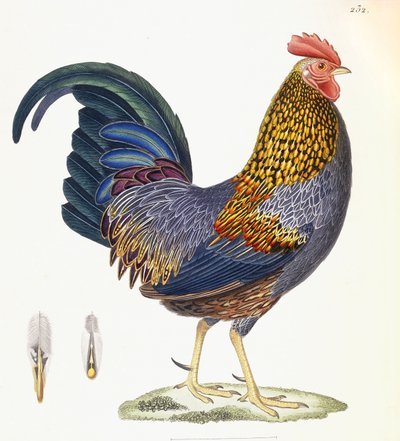 Kura, tabliczka 232, z "Nouveau Recueil de Planches Coloriees d