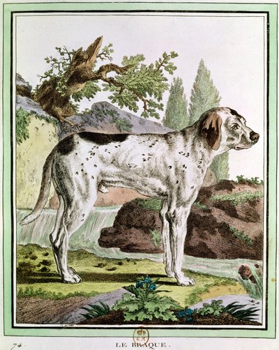 Wskaźnik, ilustracja z Histoire Naturelle autorstwa Georgesa Louisa Leclerca (1707-88) hrabiego Buffon, 1749-1804 autorstwa French School