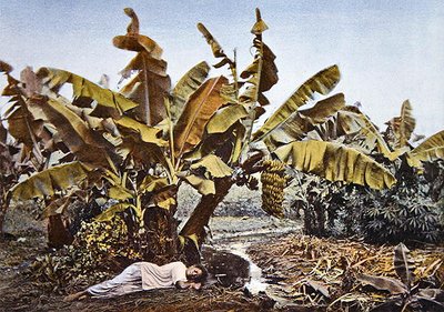 Plantacja bananów i manioku w Nowej Kaledonii, koniec XIX wieku (litografia kolorowa) autorstwa French School