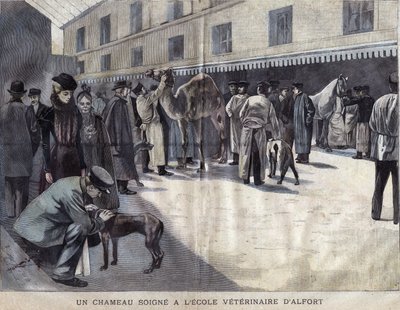 Wielbłąd leczy się w Szkole Weterynaryjnej Maison Alfort (Maison-Alfort). Ilustracja z 1899 roku w „La petite Gironde”. autorstwa French School